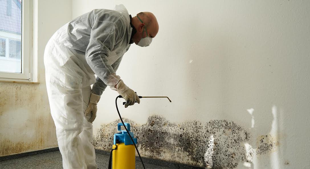 what canyou do about your mold problems?