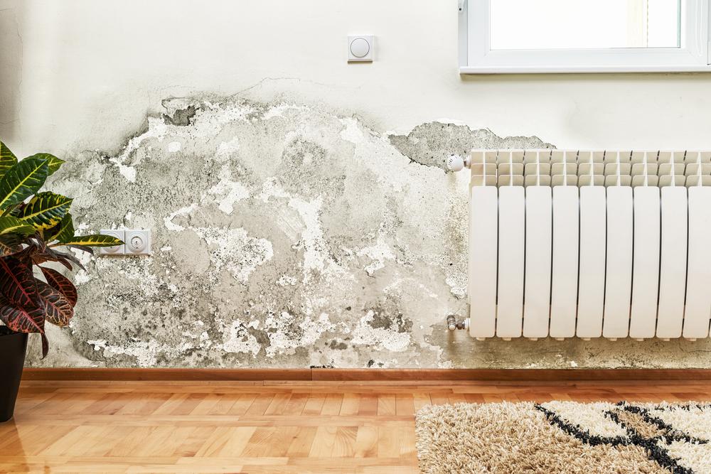 answers to all your questions about mold growth in your home