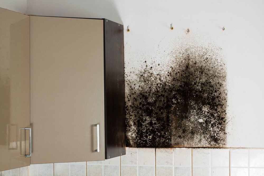 how to get rid of mold and mildew in the spring