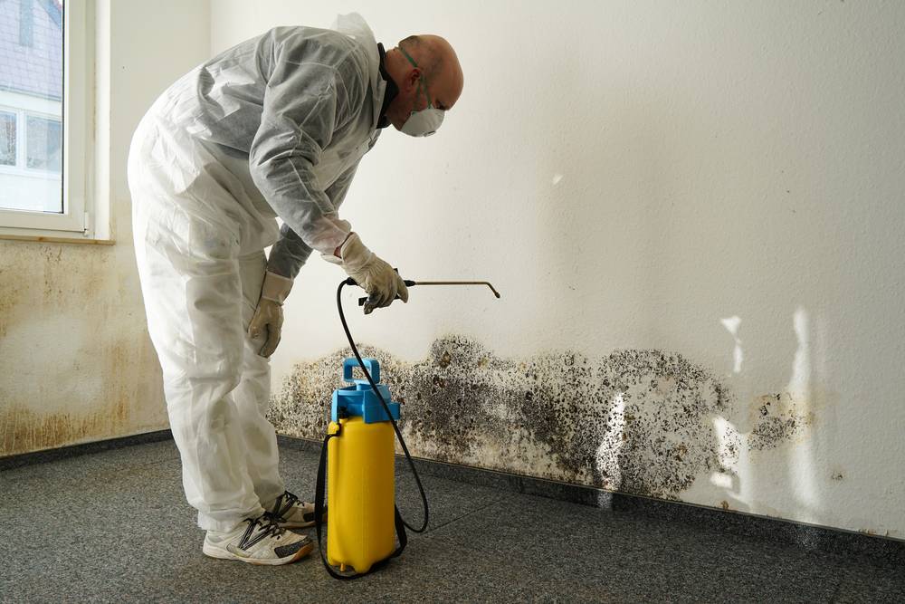 best mold removal process in bostom ma
