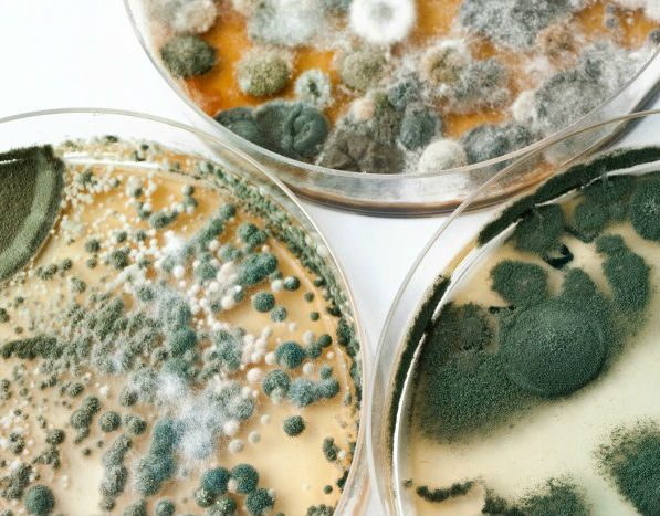 what are some of the warning signs of mold?