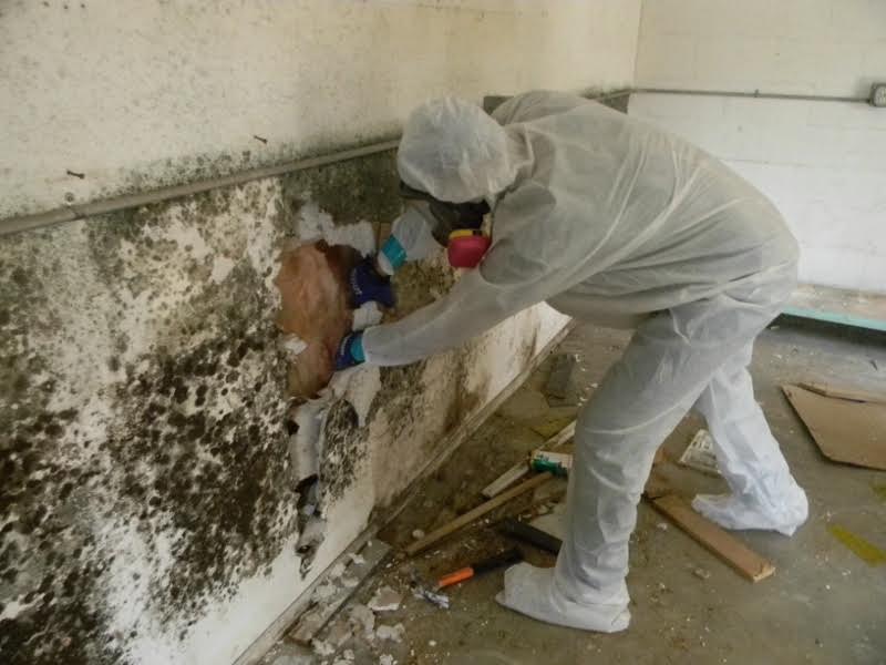 Hire a professional to remove your mold problem