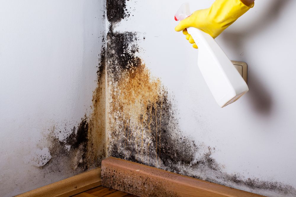 the best mold removal service in the Greater Boston Area