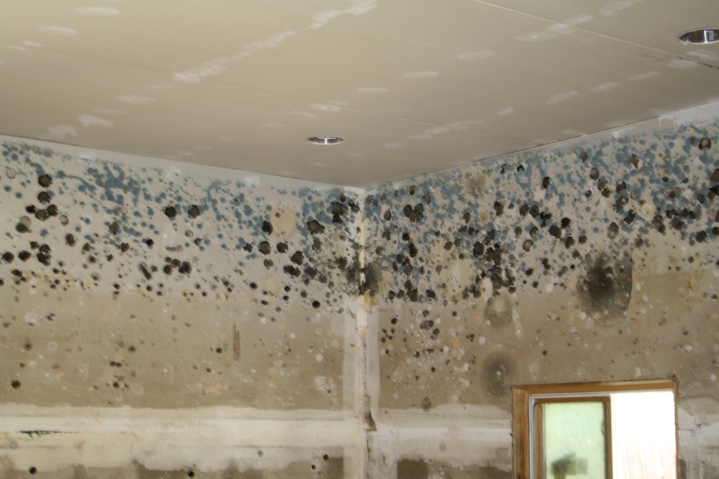 what are the visible signs of mold